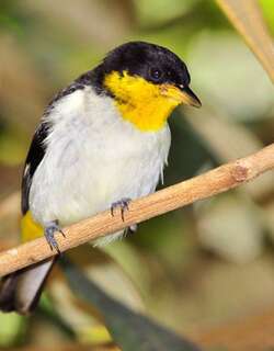 黄背裸鼻雀 / Yellow-backed Tanager / Hemithraupis flavicollis