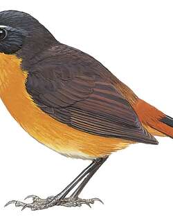 高山歌䳭 / Mountain Robin-Chat / Cossypha isabellae