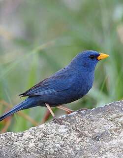 蓝雀鹀 / Blue Finch / Porphyrospiza caerulescens