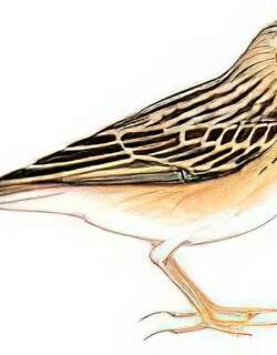 布莱氏鹨 / Blyth’s Pipit