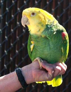 三圣亚马逊鹦鹉 / Tres Marias Amazon / Amazona tresmariae