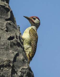 红点啄木鸟 / Fine-spotted Woodpecker / Campethera punctuligera