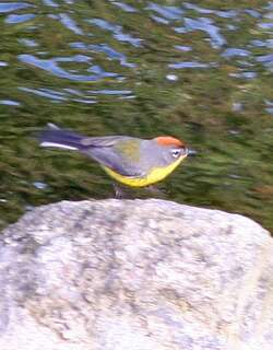褐顶鸲莺 / Brown-capped Whitestart / Myioborus brunniceps