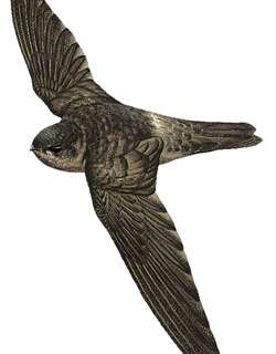 火山金丝燕 / Volcano Swiftlet / Aerodramus vulcanorum