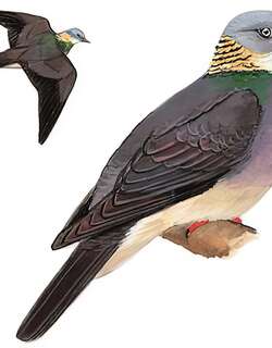 灰林鸽 / Ashy Wood Pigeon / Columba pulchricollis
