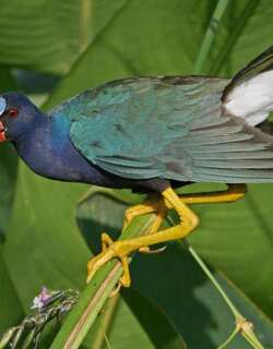 紫青水鸡 / Purple Gallinule / Porphyrio martinica