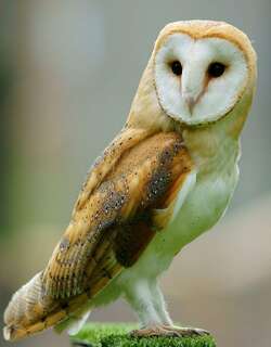 西方仓鸮 / Western Barn Owl / Tyto alba
