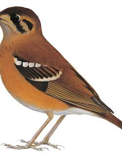 黑耳地鸫 / Black-eared Ground Thrush / Geokichla camaronensis