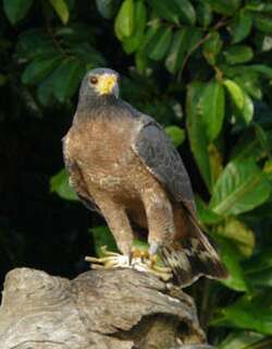 棕鸡鵟 / Rufous Crab Hawk / Buteogallus aequinoctialis