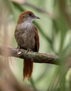 帕氏针尾雀 / Parker’s Spinetail / Cranioleuca vulpecula