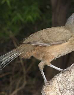纯色小冠雉 / Plain Chachalaca / Ortalis vetula