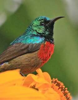 北非双领花蜜鸟 / Northern Double-collared Sunbird / Cinnyris reichenowi