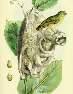 黄攀雀 / Yellow Penduline Tit / Anthoscopus parvulus