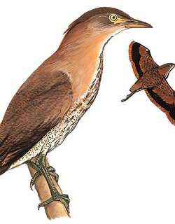 栗鳽 / Japanese Night Heron / Gorsachius goisagi