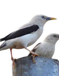 白头椋鸟 / White-headed Starling / Sturnia erythropygia