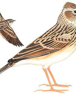 小云雀 / Oriental Skylark / Alauda gulgula