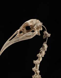 大查岛秧鸡 / Hawkins’s Rail / Diaphorapteryx hawkinsi