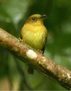 铜绿侏霸鹟 / Bronze-olive Pygmy Tyrant / Pseudotriccus pelzelni