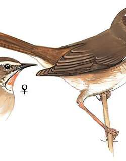 红喉歌鸲 / Siberian Rubythroat / Calliope calliope
