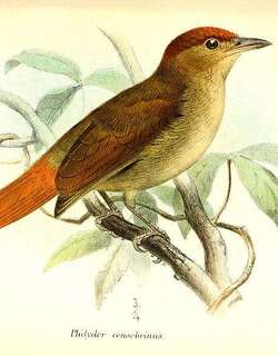 栗冠拾叶雀 / Chestnut-crowned Foliage-gleaner / Automolus rufipileatus