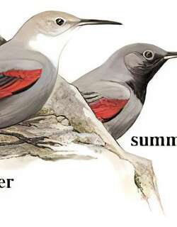 红翅旋壁雀 / Wallcreeper / Tichodroma muraria