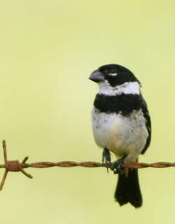 莫莱食籽雀 / Morelet’s Seedeater / Sporophila morelleti
