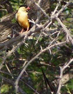 箭尾维达雀 / Shaft-tailed Whydah / Vidua regia