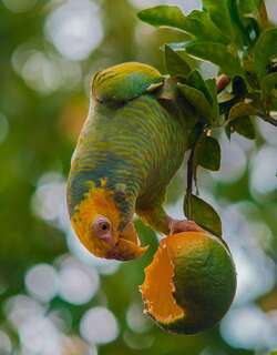 黄头鹦哥 / Yellow-faced Parrot / Alipiopsitta xanthops