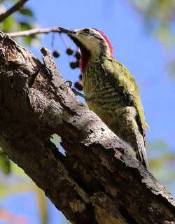 古巴绿啄木鸟 / Cuban Green Woodpecker / Xiphidiopicus percussus