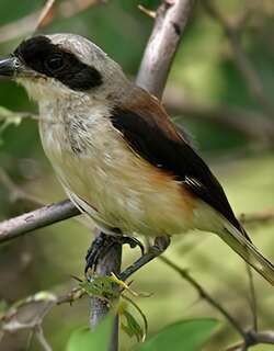 褐背伯劳 / Bay-backed Shrike / Lanius vittatus