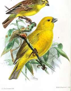 普纳黄雀鹀 / Puna Yellow Finch / Sicalis lutea