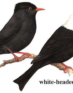黑短脚鹎 / Black Bulbul / Hypsipetes leucocephalus