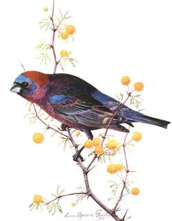 杂色彩鹀 / Varied Bunting / Passerina versicolor