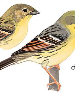 硫磺鹀 / Yellow Bunting / Emberiza sulphurata