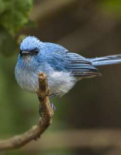 蓝凤头鹟 / African Blue Flycatcher / Elminia longicauda