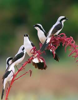 灰背长尾伯劳 / Grey-backed Fiscal / Lanius excubitoroides
