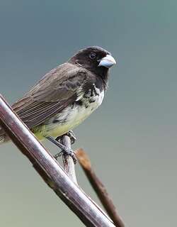黄腹食籽雀 / Yellow-bellied Seedeater / Sporophila nigricollis