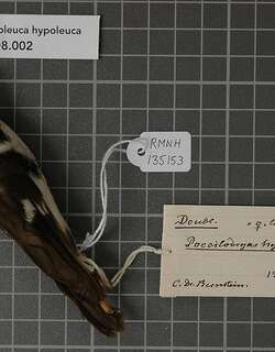 黑白杂色鹟 / Black-sided Robin / Poecilodryas hypoleuca