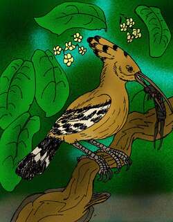 圣赫勒拿岛戴胜 / St. Helena Hoopoe / Upupa antaios