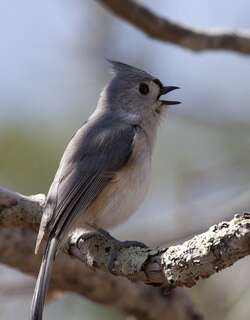 美洲凤头山雀 / Tufted Titmouse / Baeolophus bicolor