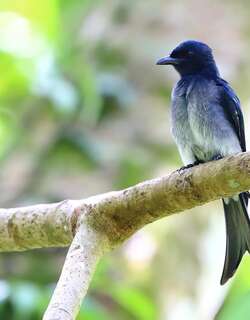 白腹卷尾 / White-bellied Drongo / Dicrurus caerulescens