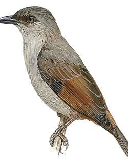 棕翅辉椋鸟 / Rusty-winged Starling / Aplonis zelandica