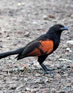 爪哇鸦鹃 / Sunda Coucal / Centropus nigrorufus