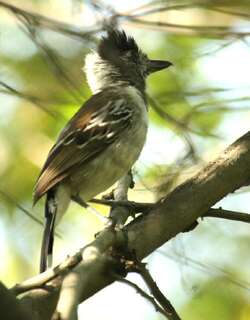 领蚁鵙 / Collared Antshrike / Thamnophilus bernardi