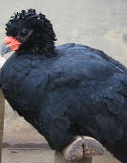 红嘴凤冠雉 / Red-billed Curassow / Crax blumenbachii