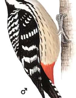 纹胸啄木鸟 / Stripe-breasted Woodpecker / Dendrocopos atratus