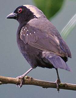 灰冠黑雀 / Grey-headed Nigrita / Nigrita canicapillus