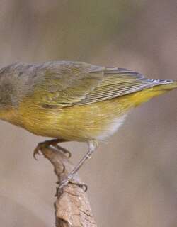 黄喉虫森莺 / Nashville Warbler / Leiothlypis ruficapilla