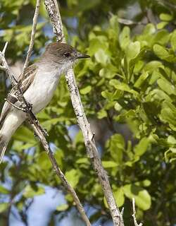 拉氏蝇霸鹟 / La Sagra’s Flycatcher / Myiarchus sagrae