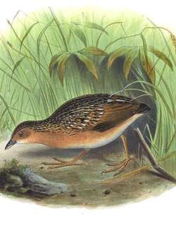 眼斑田鸡 / Ocellated Crake / Micropygia schomburgkii